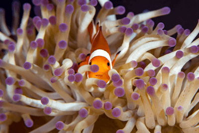 Anémone et poisson clown