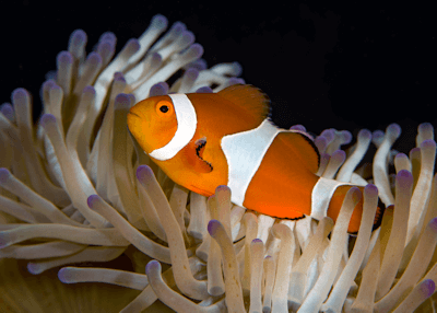 Anémone Heteractis Magnifica