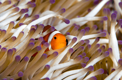 Heteractis et poisson clown