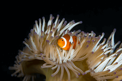 L'anémone de mer heteractis magnifica